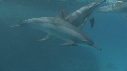 DAUPHINS