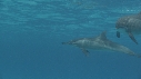 DAUPHINS