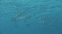 DAUPHINS