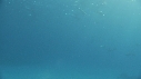DAUPHINS