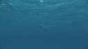 DAUPHINS