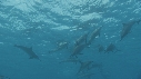 DAUPHINS