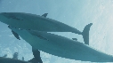 DAUPHINS
