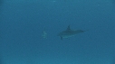 DAUPHINS
