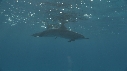 DAUPHINS