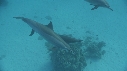 DAUPHINS