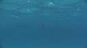 DAUPHINS