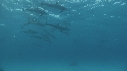 DAUPHINS