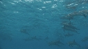 DAUPHINS