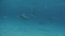 DAUPHINS
