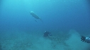 DUGONG, PLONGEURS