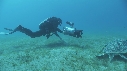 TORTUE, PLONGEURS