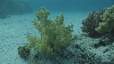 CORAIL, POISSONS PAPILLON