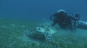 TORTUE, PLONGEURS