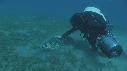 TORTUE, PLONGEURS