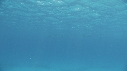DAUPHINS