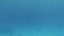 DAUPHINS