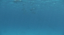 DAUPHINS