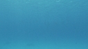 DAUPHINS