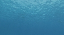 DAUPHINS