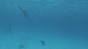 DAUPHINS