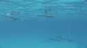 DAUPHINS