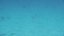 DAUPHINS