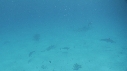 DAUPHINS