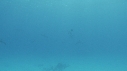 DAUPHINS