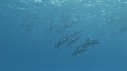 DAUPHINS