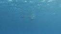 DAUPHINS