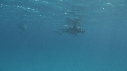 DAUPHINS