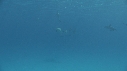 DAUPHINS