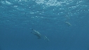 DAUPHINS