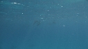 DAUPHINS, MEDUSES