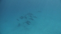 DAUPHINS