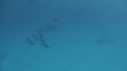 DAUPHINS