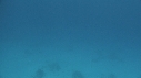 DAUPHINS