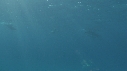 DAUPHINS