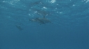 DAUPHINS, MEDUSES