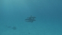 DAUPHINS