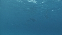 DAUPHINS