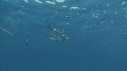 DAUPHINS