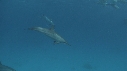 DAUPHINS