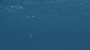 DAUPHINS