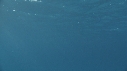 DAUPHINS