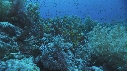ALCYONAIRE