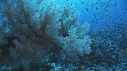 ALCYONAIRE