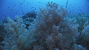 ALCYONAIRE