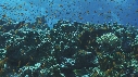 CORAIL, ANTHIAS, PLONGEUR